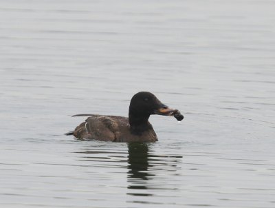 Grote Zee-eend - Velvet Scoter