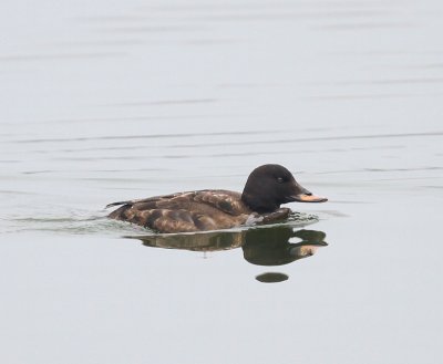 Grote Zee-eend - Velvet Scoter