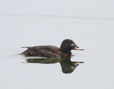 Grote Zee-eend - Velvet Scoter