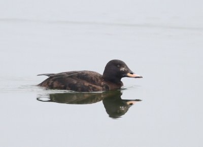 Grote Zee-eend - Velvet Scoter