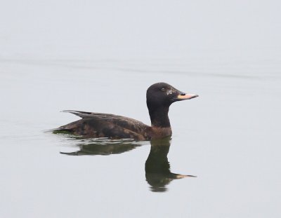 Grote Zee-eend - Velvet Scoter