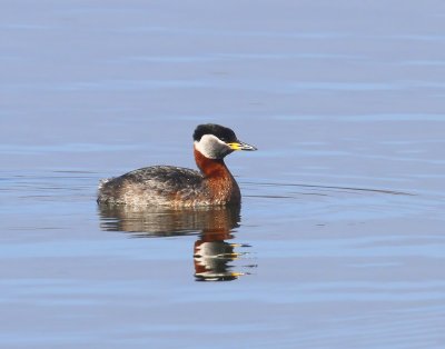 Roodhalsfuut - Red-necked Grebe