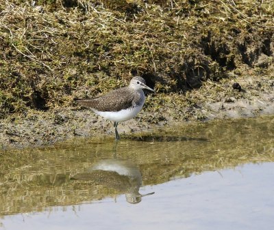 Witgat - Green Sandpiper