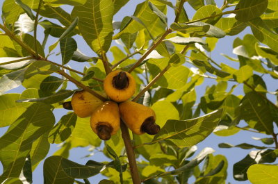 JJ1_6792 Cashew nut tree.jpg