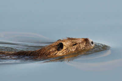Myocastor ( Myocastor coypus )