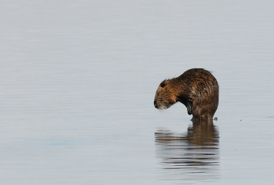 Myocastor ( Myocastor coypus )