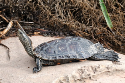 Water Turtle