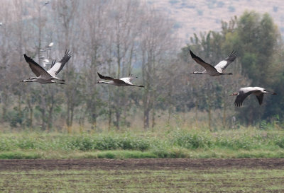 Common Crane ( Grus grus )