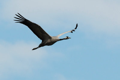Common Crane ( Grus grus )