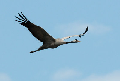 Common Crane ( Grus grus )