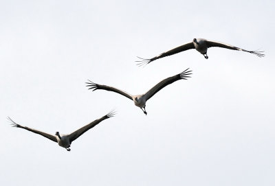 Common Crane ( Grus grus )