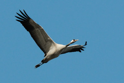 Common Crane ( Grus grus )