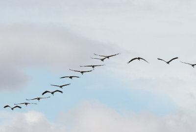 Common Crane ( Grus grus )