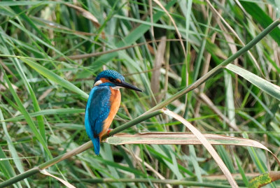 Common Kingfisher  ( Alcedo atthis )