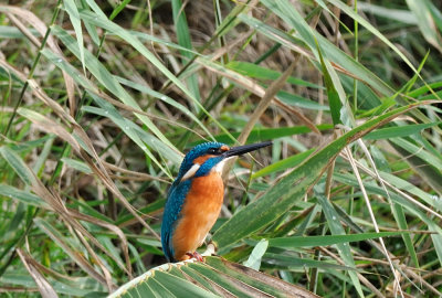 Common Kingfisher ( Alcedo atthis )
