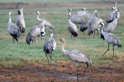 Common Crane ( Grus grus )