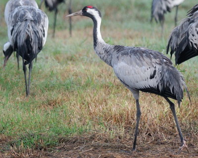 Common Crane ( Grus grus )