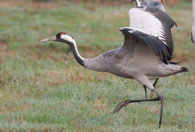 Common Crane ( Grus grus )
