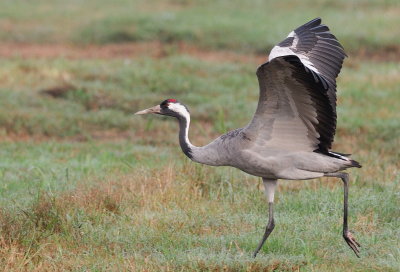 Common Crane ( Grus grus )