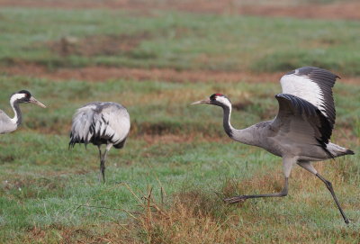 Common Crane ( Grus grus )