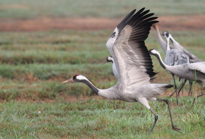 Common Crane ( Grus grus )