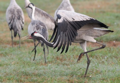 Common Crane ( Grus grus )