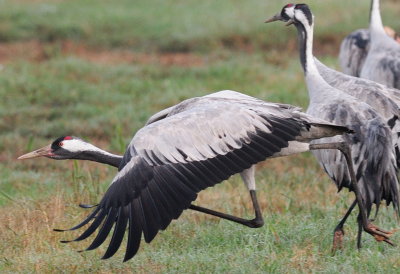 Common Crane ( Grus grus )