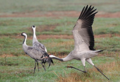 Common Crane ( Grus grus )