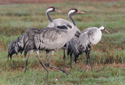 Common Crane ( Grus grus )