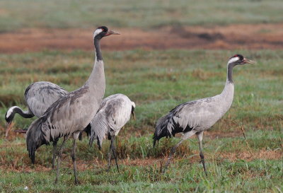 Common Crane ( Grus grus )