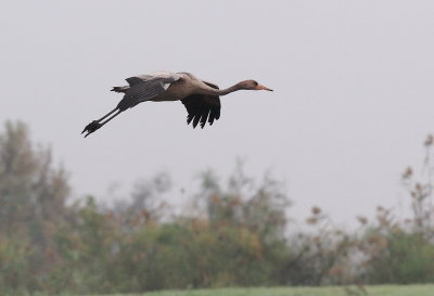 Common Crane ( Grus grus )