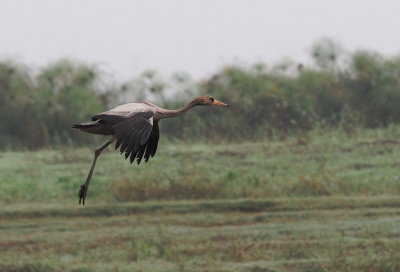Common Crane ( Grus grus )