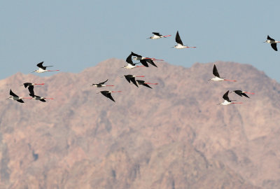 Black-winged Stilts  ( Himantopus Himantopus )