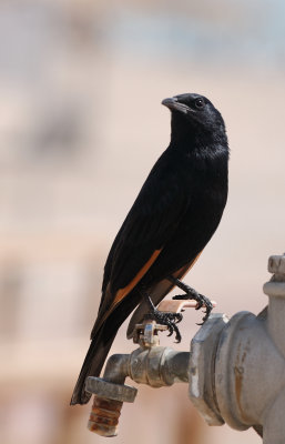 Tristram's Starling ( Onychognathus Tristramii )