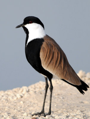 Spur-winged Lapwing  ( Hoplopterus spinosus )