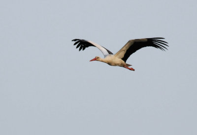 White Stork  ( Ciconia ciconia )
