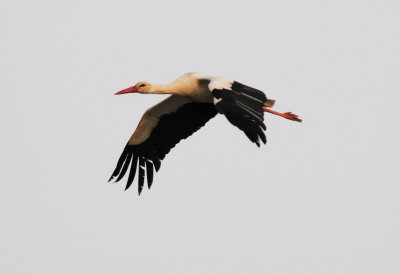 White Stork  ( Ciconia ciconia )