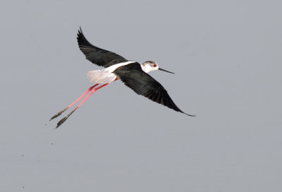 Black-winged Stilt (Himantopus himantopus)