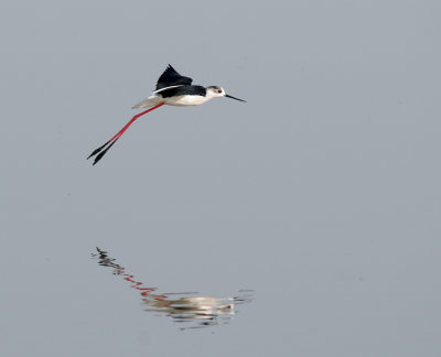 Black-winged Stilt (Himantopus himantopus)