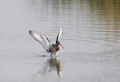 Black-tailed Godwit (Limosa limosa)