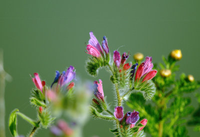   Hispid Viper's-bugloss ( Echium angustifolium )	