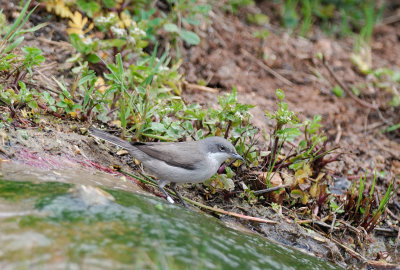 Lesser Whitethroat (Sylvia curruca)