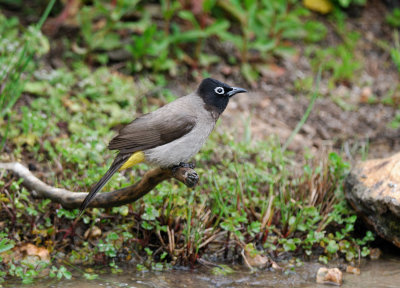 White-spectacled Bulbul ( Pycnonotus xanthopygos )