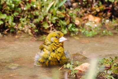 Greenfinch  ( Carduelis chloris )