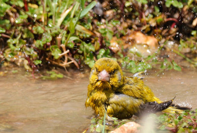 Greenfinch  ( Carduelis chloris )