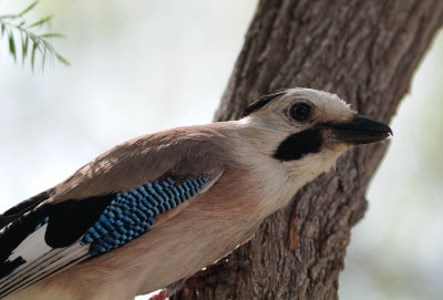 Eurasian Jay ( Garrulus glandarius )