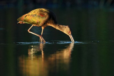 IMG_2498.jpg