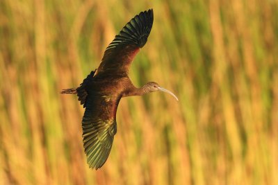 White Faced Ibis