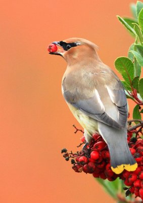 Cedar WaxWings