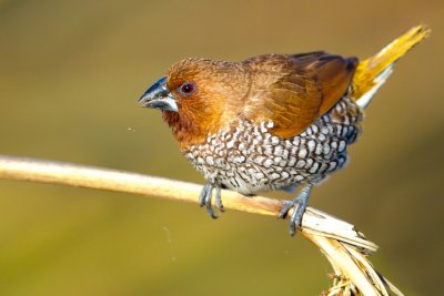 IMG_9563.jpg